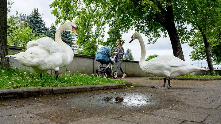 Фото: Дмитрий Дубинский / Вечерняя Москва