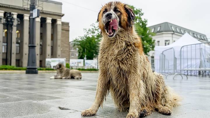 Фото: Дмитрий Дубинский / Вечерняя Москва