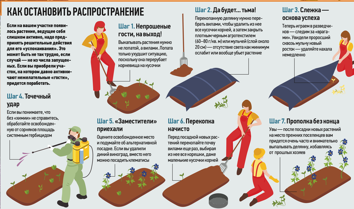 Какие растения нельзя сажать на даче