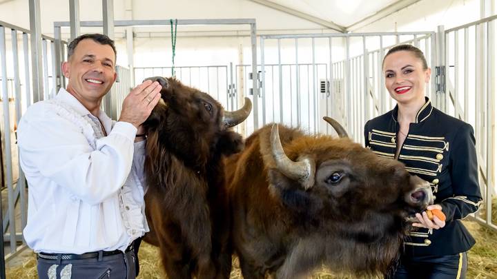 Дрессировщики Иван и Мария Дефорж с любимцами — зубрами Уралом и Карымом. Напомним: эти гиганты практически не приручаются
