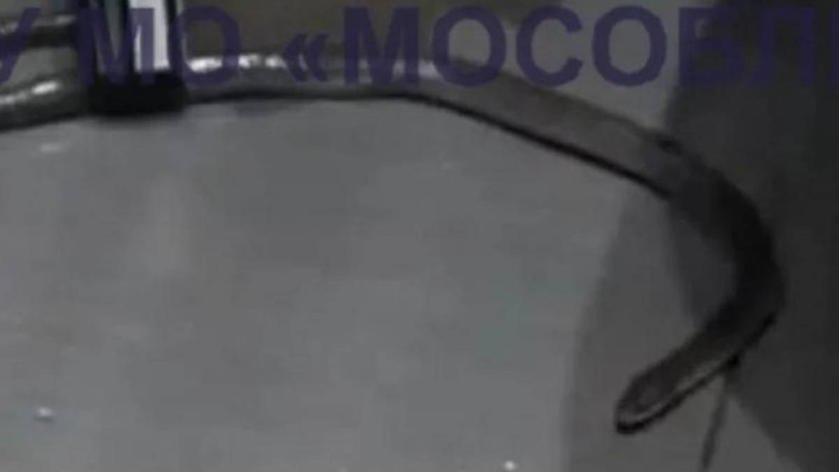 Метровую змею обнаружили в квартире дома в подмосковной Яхроме