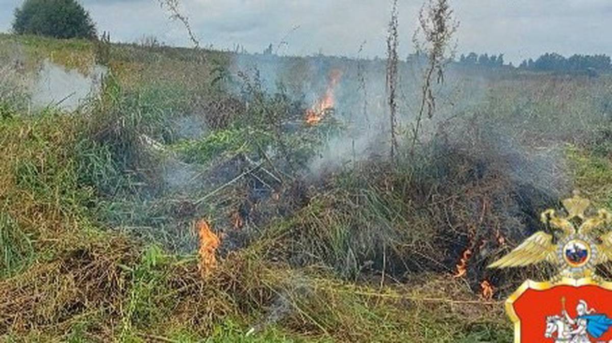 Полиция уничтожила 300 килограммов дикорастущей конопли под Луховицами