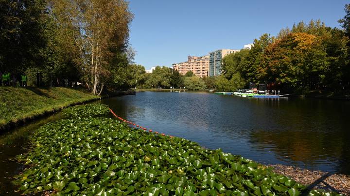 Воздух здесь другой: 5 причин выбрать Воронцово вместо городского сквера
