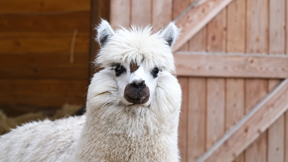 КМЗ помогает сохранять природу, взяв под опеку альпаку из Московского зоопарка