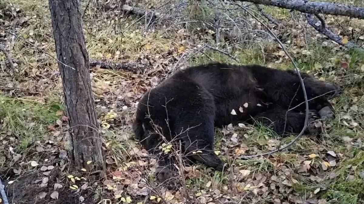 Медведи за два дня растерзали двоих мужчин в Иркутской области