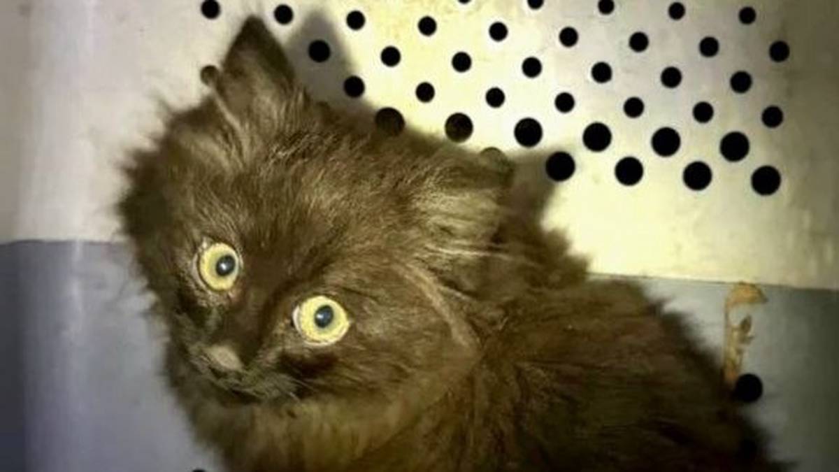 Котенка, застрявшего под капотом каршеринга, спасли в Москве