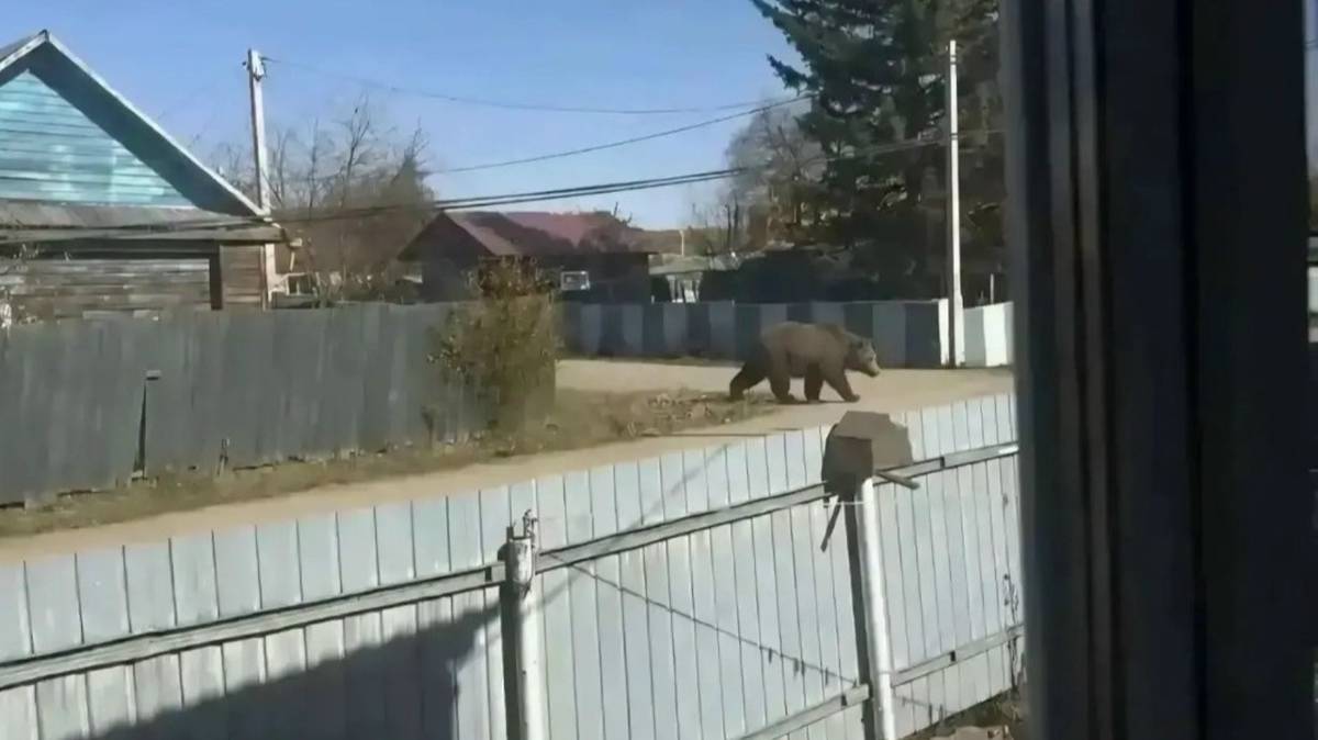 Жительницу Приамурья оштрафовали за сгенерированное ИИ фото медведя