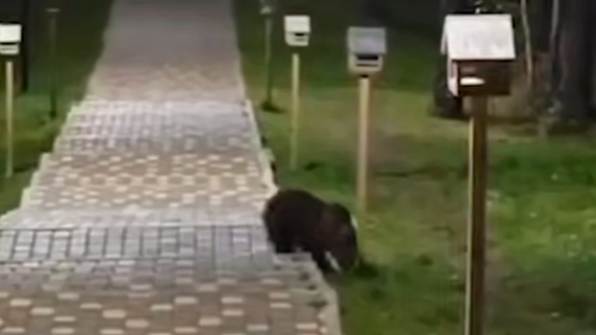 Осиротевший медвежонок вышел на улицы города в ХМАО, чтобы найти еду