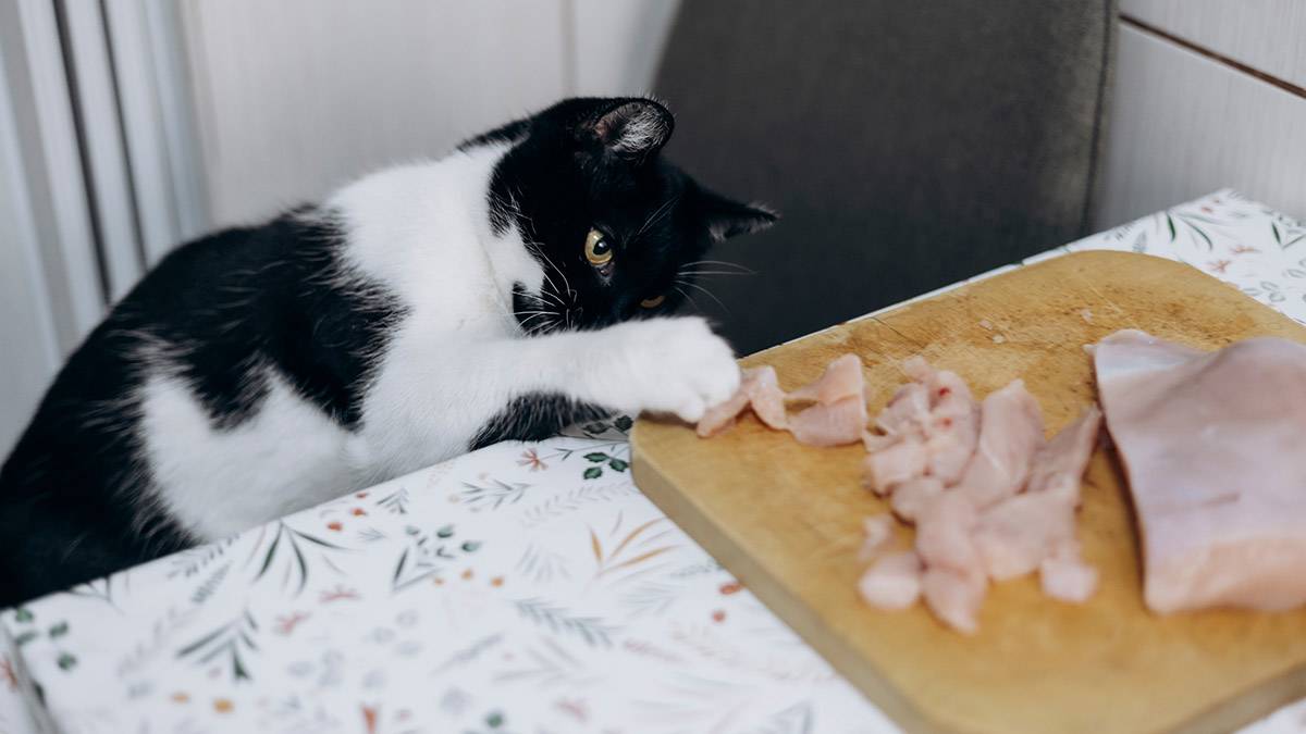 Пять опасных продуктов: чем категорически нельзя кормить кошку со стола