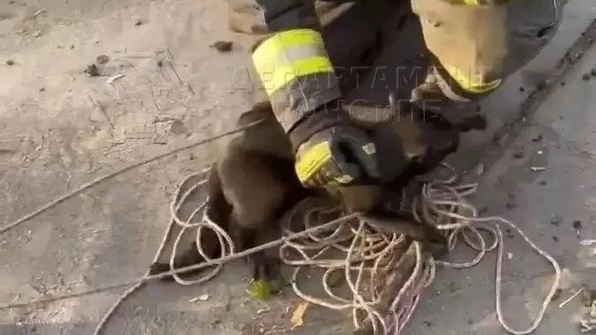 Напуганную кошку вытащили из вентиляционной трубы в районе Выхино-Жулебино