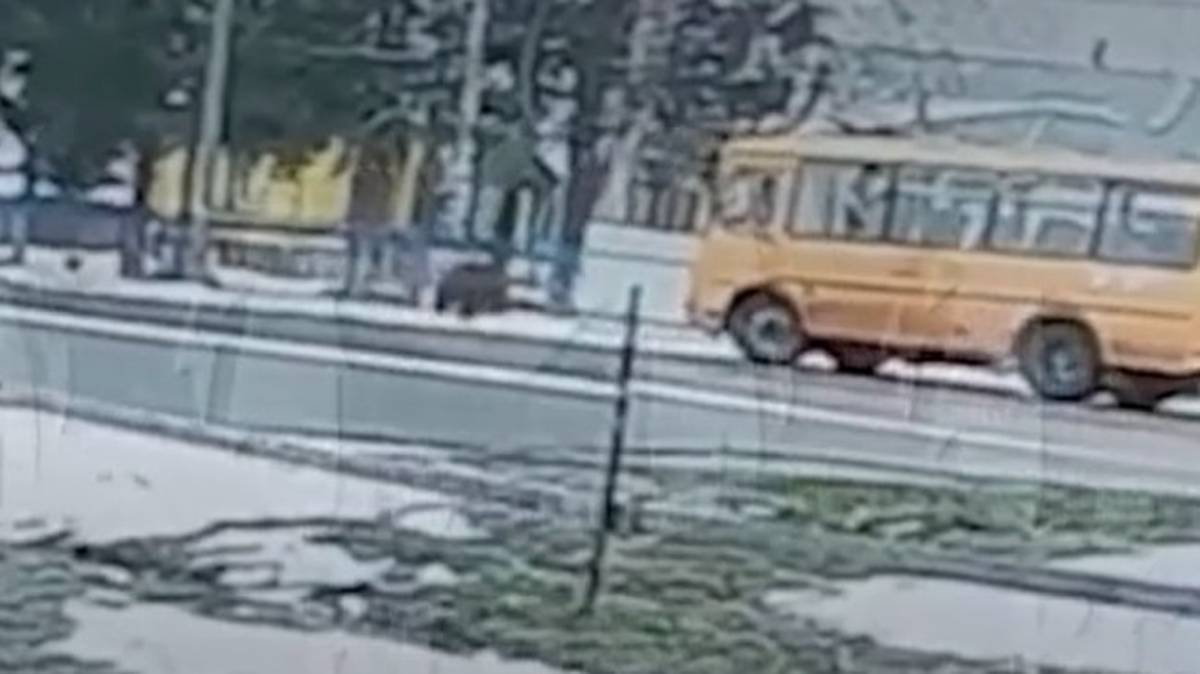 Медведь выбежал к остановке со школьным автобусом в Красноярском крае