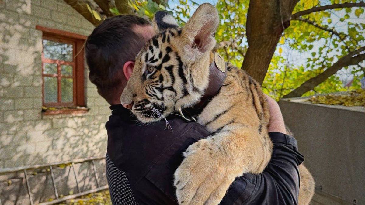 Спасенного в ДНР тигренка доставили на лечение в «Землю прайда» в Подмосковье