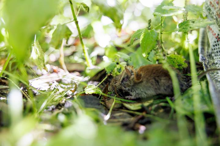 Каких животных из Красной книги Москвы можно встретить в «Лосином Острове»