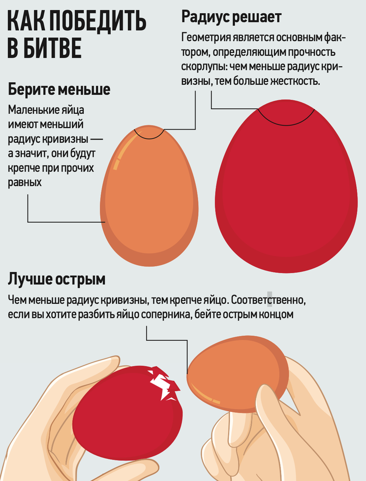 Яйца старше куриц: что отвечают ученые на популярный вопрос