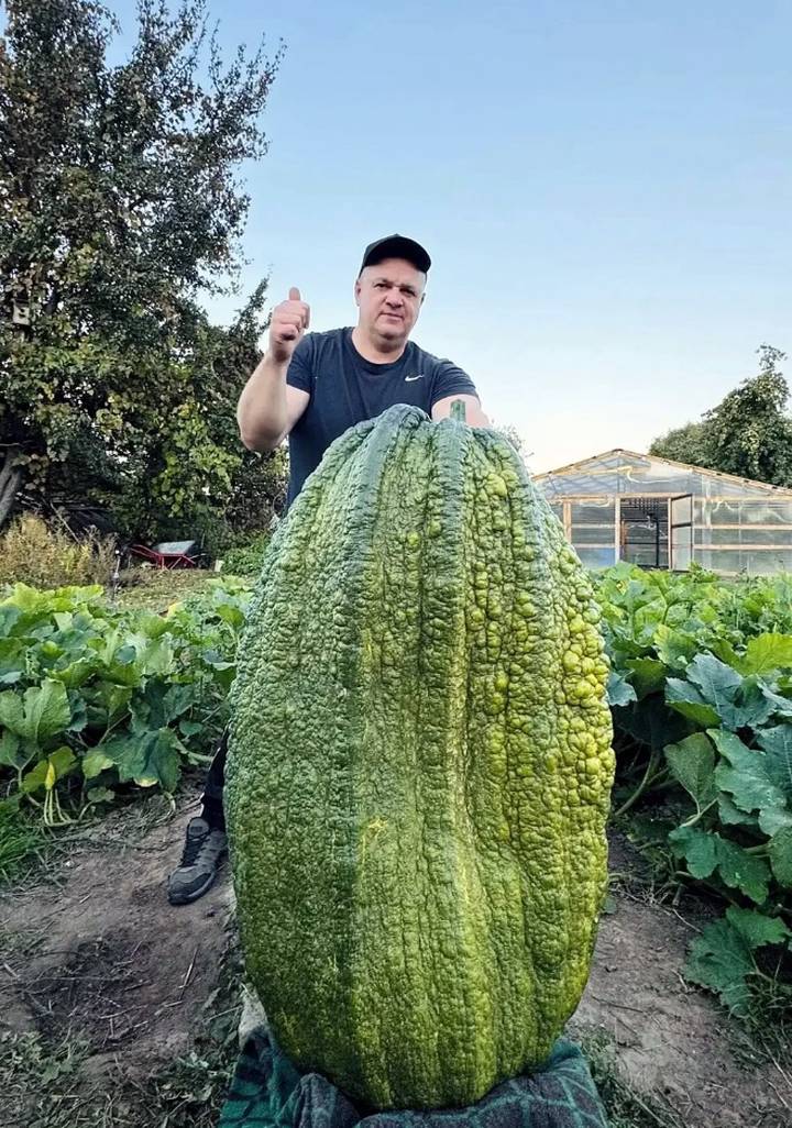 Строитель из Подмосковья Андрей Гусев с гигантским кабачком весом 76,3 килограмма