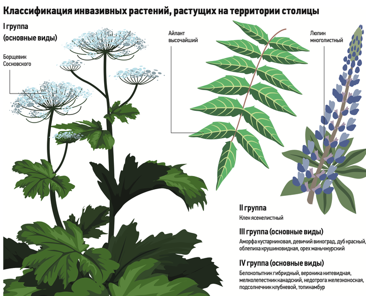 Осторожно, «зеленые захватчики»: как Москва избавляется от опасных растений